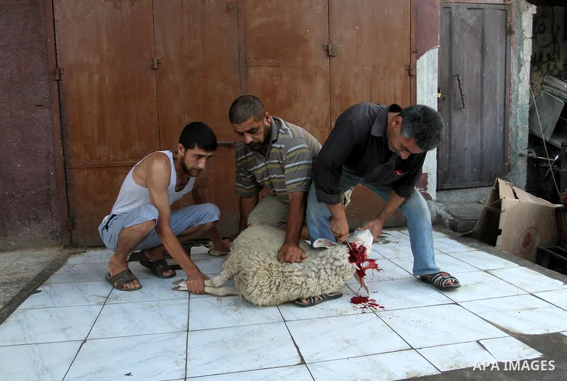 Palestinian Muslims sacrifice animals on the first day of of Eid al-Adha or the feast of sacrifice, in Rafah in the southern Gaza Strip on September 12, 2016. Muslims across the world are celebrating the annual festival...