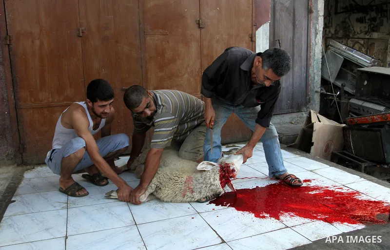 Palestinian Muslims sacrifice animals on the first day of of Eid al-Adha or the feast of sacrifice, in Rafah in the southern Gaza Strip on September 12, 2016. Muslims across the world are celebrating the annual festival...
