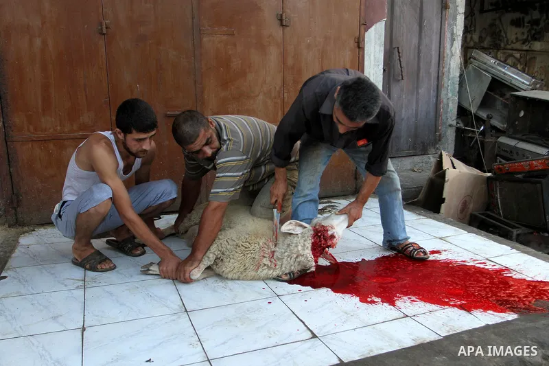Palestinian Muslims sacrifice animals on the first day of of Eid al-Adha or the feast of sacrifice, in Rafah in the southern Gaza Strip on September 12, 2016. Muslims across the world are celebrating the annual festival...