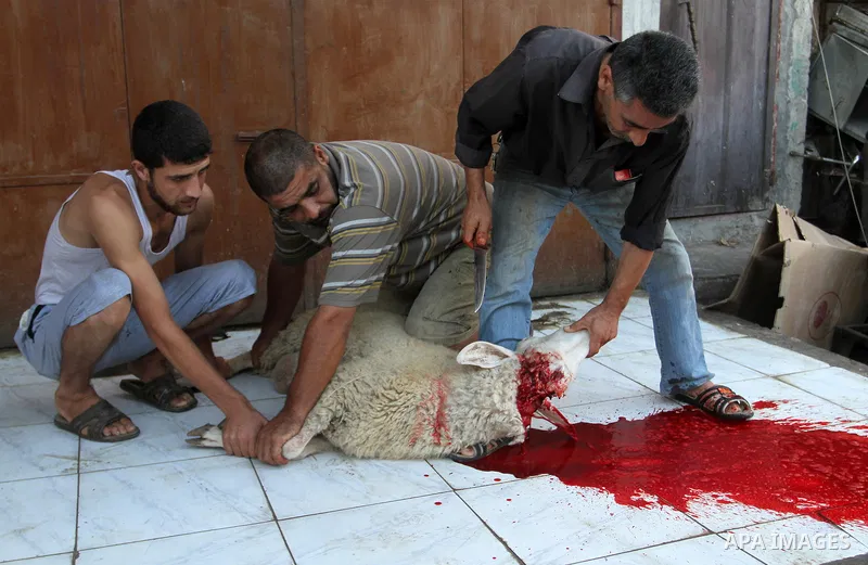 Palestinian Muslims sacrifice animals on the first day of of Eid al-Adha or the feast of sacrifice, in Rafah in the southern Gaza Strip on September 12, 2016. Muslims across the world are celebrating the annual festival...
