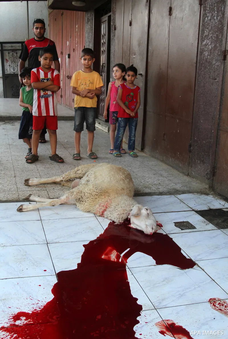 Palestinian Muslims sacrifice animals on the first day of of Eid al-Adha or the feast of sacrifice, in Rafah in the southern Gaza Strip on September 12, 2016. Muslims across the world are celebrating the annual festival...