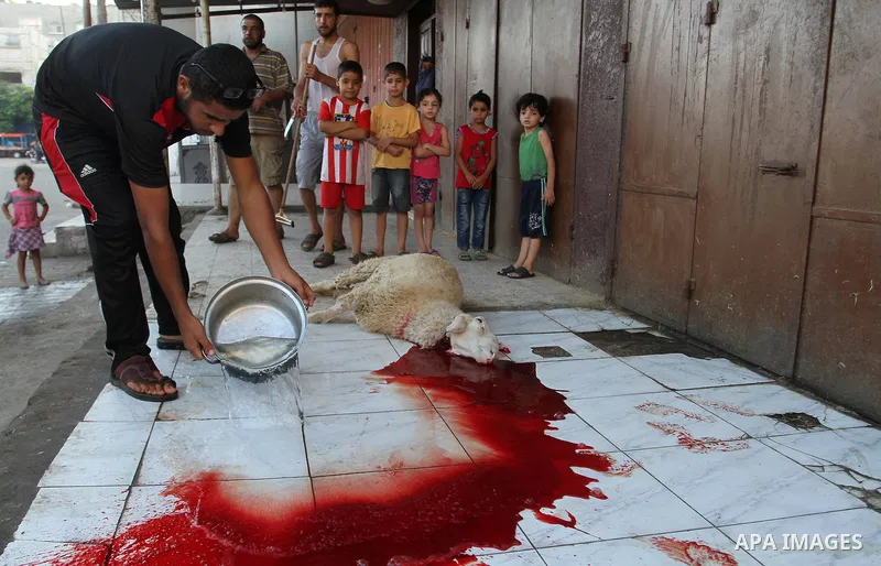 Palestinian Muslims sacrifice animals on the first day of of Eid al-Adha or the feast of sacrifice, in Rafah in the southern Gaza Strip on September 12, 2016. Muslims across the world are celebrating the annual festival...
