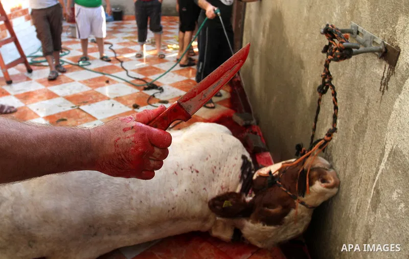 Palestinian Muslims sacrifice animals on the first day of of Eid al-Adha or the feast of sacrifice, in Rafah in the southern Gaza Strip on September 12, 2016. Muslims across the world are celebrating the annual festival...