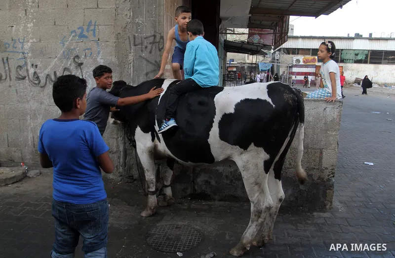 Palestinian Muslims sacrifice animals on the first day of of Eid al-Adha or the feast of sacrifice, in Rafah in the southern Gaza Strip on September 12, 2016. Muslims across the world are celebrating the annual festival...