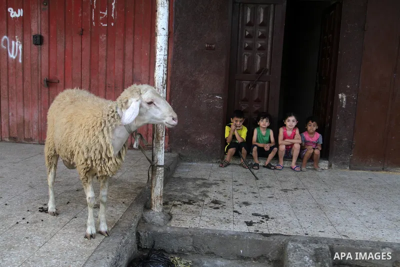Palestinian Muslims sacrifice animals on the first day of of Eid al-Adha or the feast of sacrifice, in Rafah in the southern Gaza Strip on September 12, 2016. Muslims across the world are celebrating the annual festival...