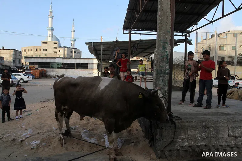 Palestinian Muslims sacrifice animals on the first day of of Eid al-Adha or the feast of sacrifice, in Rafah in the southern Gaza Strip on September 12, 2016. Muslims across the world are celebrating the annual festival...