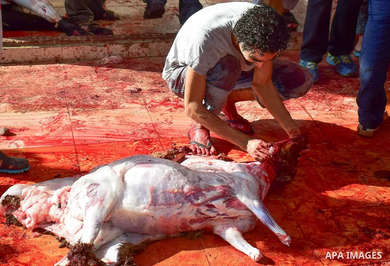Egyptian Muslims sacrifice animals on the first day of of Eid al-Adha or the feast of sacrifice, in Cairo, Egypt, on September 12, 2016. Muslims across the world are celebrating the annual festival of Eid al-Adha, or the...