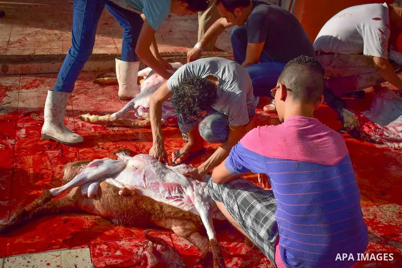 Egyptian Muslims sacrifice animals on the first day of of Eid al-Adha or the feast of sacrifice, in Cairo, Egypt, on September 12, 2016. Muslims across the world are celebrating the annual festival of Eid al-Adha, or the...