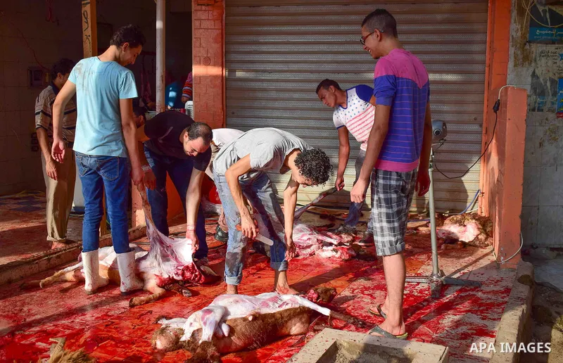 Egyptian Muslims sacrifice animals on the first day of of Eid al-Adha or the feast of sacrifice, in Cairo, Egypt, on September 12, 2016. Muslims across the world are celebrating the annual festival of Eid al-Adha, or the...
