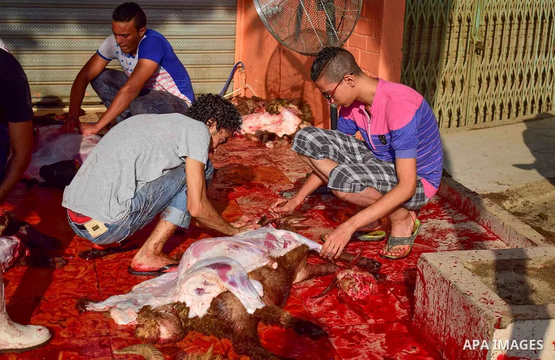 Egyptian Muslims sacrifice animals on the first day of of Eid al-Adha or the feast of sacrifice, in Cairo, Egypt, on September 12, 2016. Muslims across the world are celebrating the annual festival of Eid al-Adha, or the...