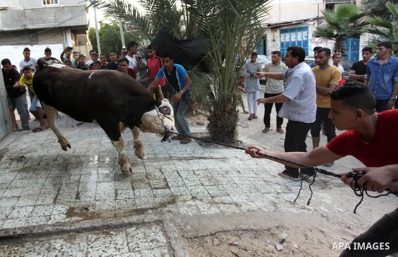 Palestinian Muslims sacrifice animals on the first day of of Eid al-Adha or the feast of sacrifice, in Khan Younis in the southern Gaza Strip on September 12, 2016. Muslims across the world are celebrating the annual fes...