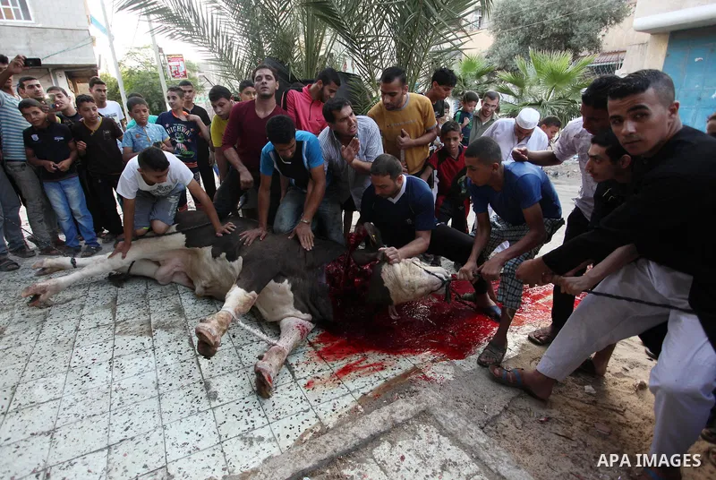 Palestinian Muslims sacrifice animals on the first day of of Eid al-Adha or the feast of sacrifice, in Khan Younis in the southern Gaza Strip on September 12, 2016. Muslims across the world are celebrating the annual fes...