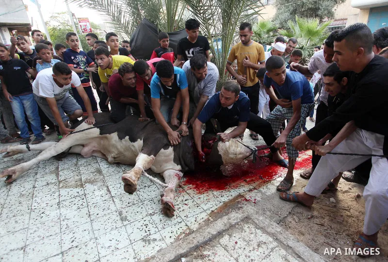 Palestinian Muslims sacrifice animals on the first day of of Eid al-Adha or the feast of sacrifice, in Khan Younis in the southern Gaza Strip on September 12, 2016. Muslims across the world are celebrating the annual fes...