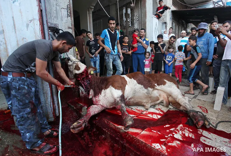 Palestinian Muslims sacrifice animals on the first day of of Eid al-Adha or the feast of sacrifice, in Khan Younis in the southern Gaza Strip on September 12, 2016. Muslims across the world are celebrating the annual fes...