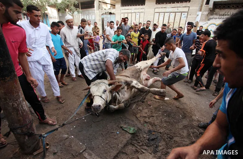 Palestinian Muslims sacrifice animals on the first day of of Eid al-Adha or the feast of sacrifice, in Khan Younis in the southern Gaza Strip on September 12, 2016. Muslims across the world are celebrating the annual fes...