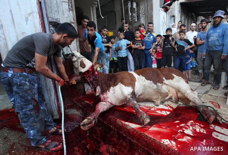Palestinian Muslims sacrifice animals on the first day of of Eid al-Adha or the feast of sacrifice, in Khan Younis in the southern Gaza Strip on September 12, 2016. Muslims across the world are celebrating the annual fes...