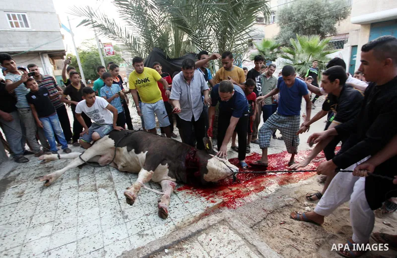 Palestinian Muslims sacrifice animals on the first day of of Eid al-Adha or the feast of sacrifice, in Khan Younis in the southern Gaza Strip on September 12, 2016. Muslims across the world are celebrating the annual fes...