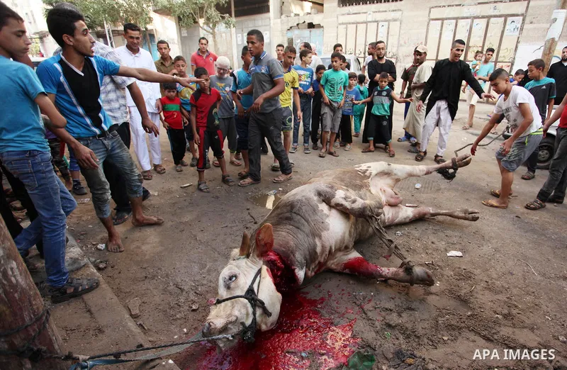 Palestinian Muslims sacrifice animals on the first day of of Eid al-Adha or the feast of sacrifice, in Khan Younis in the southern Gaza Strip on September 12, 2016. Muslims across the world are celebrating the annual fes...
