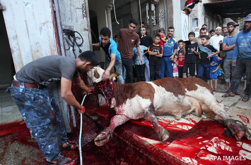 Palestinian Muslims sacrifice animals on the first day of of Eid al-Adha or the feast of sacrifice, in Khan Younis in the southern Gaza Strip on September 12, 2016. Muslims across the world are celebrating the annual fes...
