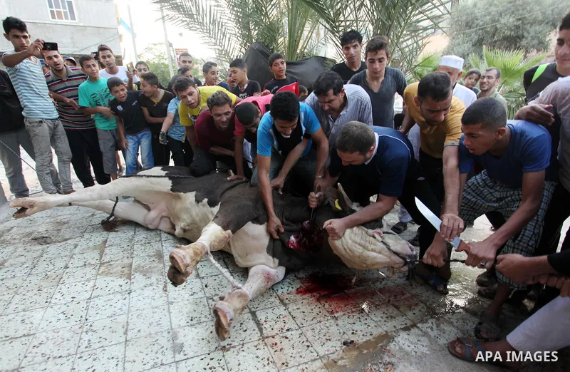 Palestinian Muslims sacrifice animals on the first day of of Eid al-Adha or the feast of sacrifice, in Khan Younis in the southern Gaza Strip on September 12, 2016. Muslims across the world are celebrating the annual fes...
