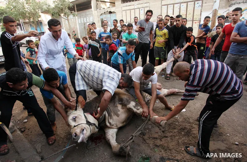 Palestinian Muslims sacrifice animals on the first day of of Eid al-Adha or the feast of sacrifice, in Khan Younis in the southern Gaza Strip on September 12, 2016. Muslims across the world are celebrating the annual fes...