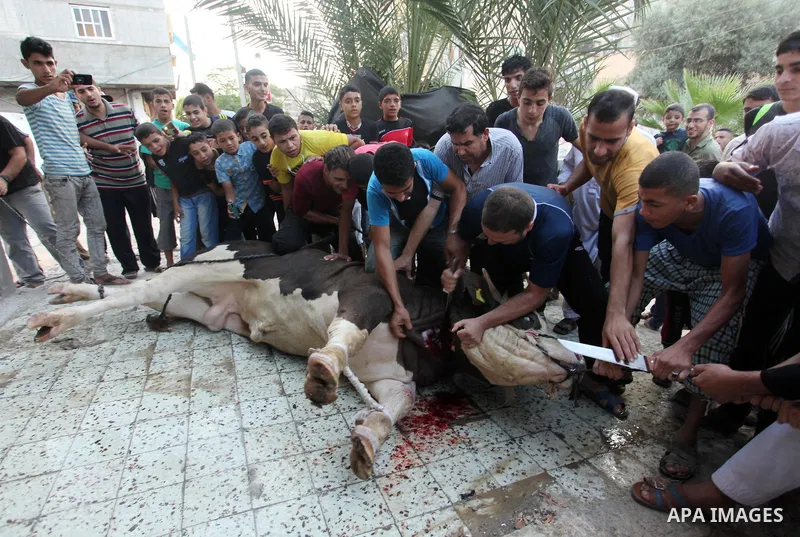 Palestinian Muslims sacrifice animals on the first day of of Eid al-Adha or the feast of sacrifice, in Khan Younis in the southern Gaza Strip on September 12, 2016. Muslims across the world are celebrating the annual fes...