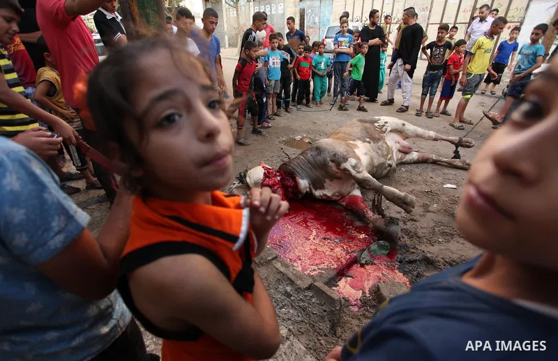 Palestinian Muslims watch the sacrificial animals on the first day of of Eid al-Adha or the feast of sacrifice, in Khan Younis in the southern Gaza Strip on September 12, 2016. Muslims across the world are celebrating th...