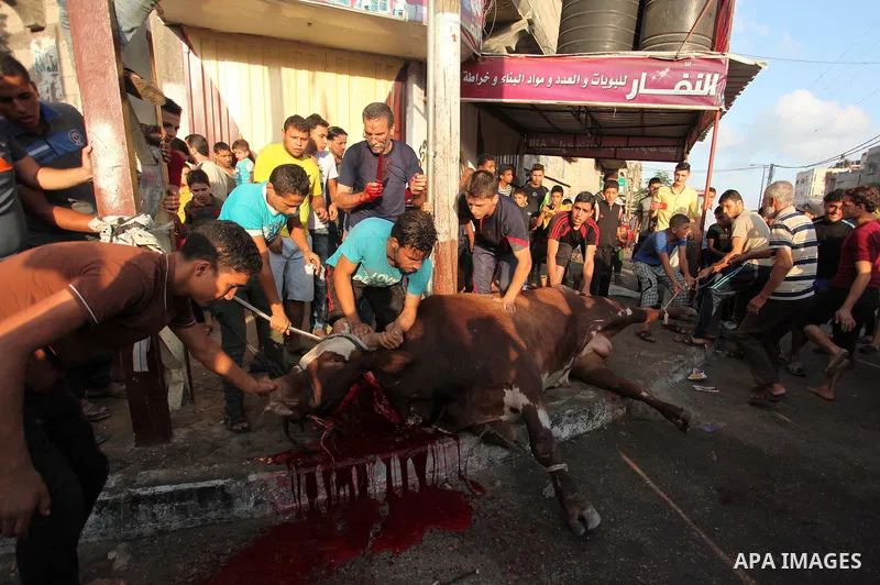 Palestinian Muslims sacrifice animals on the first day of of Eid al-Adha or the feast of sacrifice, in Khan Younis in the southern Gaza Strip on September 12, 2016. Muslims across the world are celebrating the annual fes...