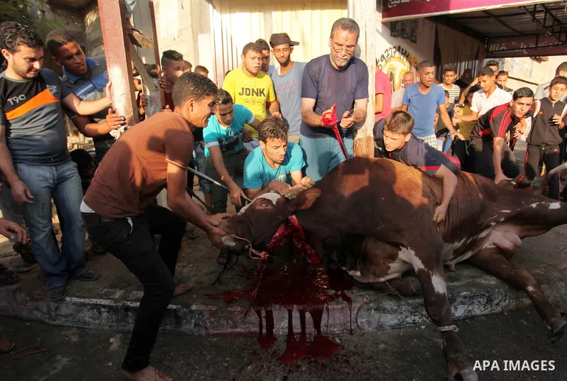 Palestinian Muslims sacrifice animals on the first day of of Eid al-Adha or the feast of sacrifice, in Khan Younis in the southern Gaza Strip on September 12, 2016. Muslims across the world are celebrating the annual fes...