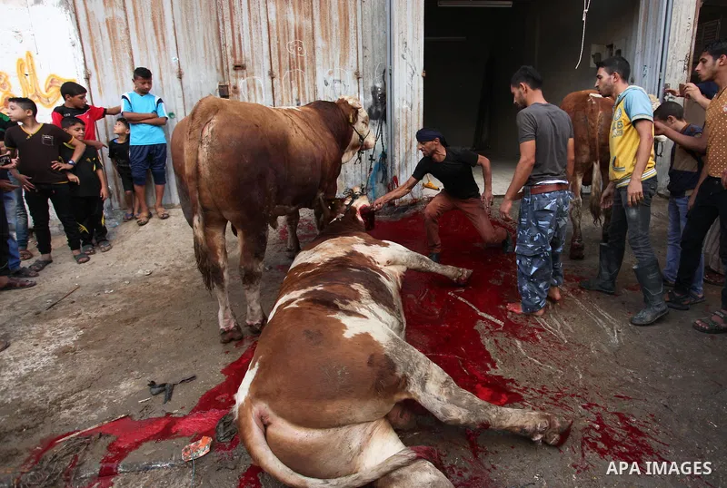 Palestinian Muslims sacrifice animals on the first day of of Eid al-Adha or the feast of sacrifice, in Khan Younis in the southern Gaza Strip on September 12, 2016. Muslims across the world are celebrating the annual fes...