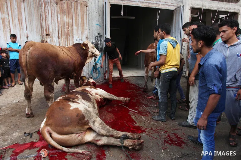 Palestinian Muslims sacrifice animals on the first day of of Eid al-Adha or the feast of sacrifice, in Khan Younis in the southern Gaza Strip on September 12, 2016. Muslims across the world are celebrating the annual fes...