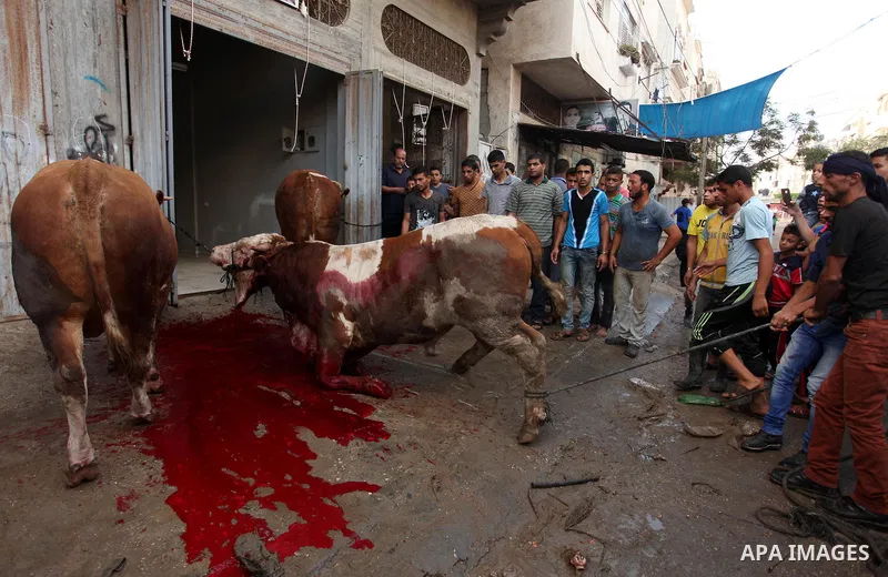 Palestinian Muslims sacrifice animals on the first day of of Eid al-Adha or the feast of sacrifice, in Khan Younis in the southern Gaza Strip on September 12, 2016. Muslims across the world are celebrating the annual fes...