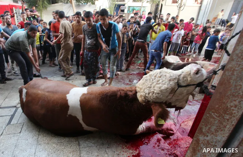 Palestinian Muslims sacrifice animals on the first day of of Eid al-Adha or the feast of sacrifice, in Khan Younis in the southern Gaza Strip on September 12, 2016. Muslims across the world are celebrating the annual fes...