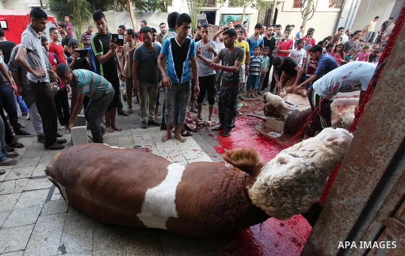 Palestinian Muslims sacrifice animals on the first day of of Eid al-Adha or the feast of sacrifice, in Khan Younis in the southern Gaza Strip on September 12, 2016. Muslims across the world are celebrating the annual fes...