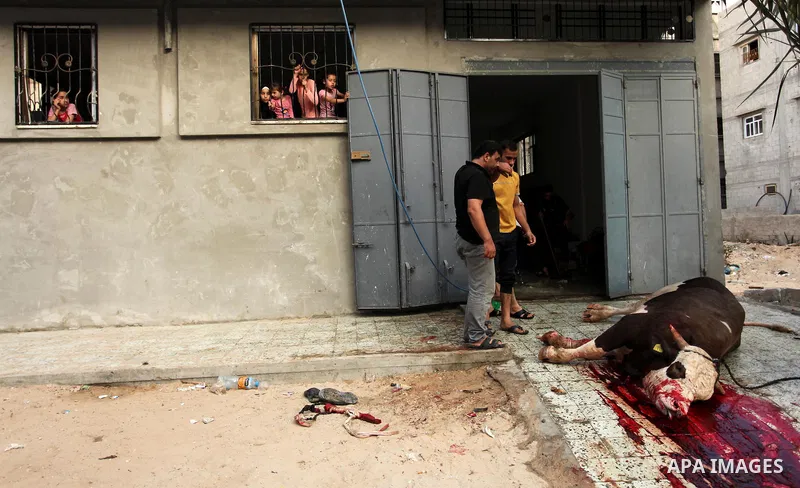 Palestinian Muslims sacrifice animals on the first day of of Eid al-Adha or the feast of sacrifice, in Khan Younis in the southern Gaza Strip on September 12, 2016. Muslims across the world are celebrating the annual fes...