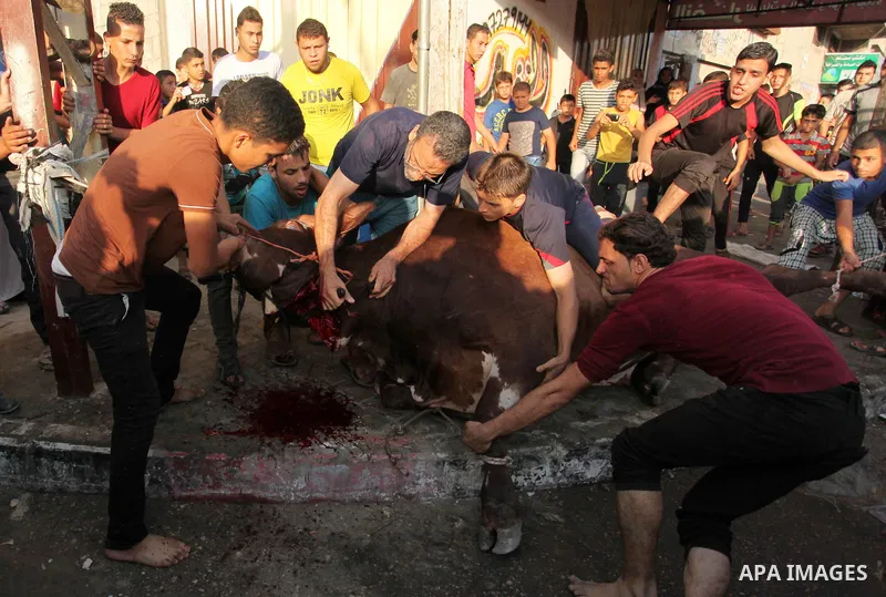 Palestinian Muslims sacrifice animals on the first day of of Eid al-Adha or the feast of sacrifice, in Khan Younis in the southern Gaza Strip on September 12, 2016. Muslims across the world are celebrating the annual fes...