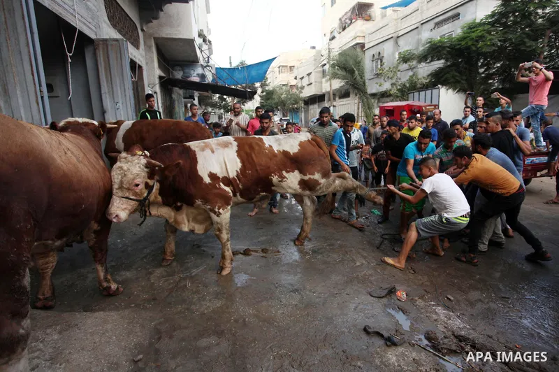 Palestinian Muslims sacrifice animals on the first day of of Eid al-Adha or the feast of sacrifice, in Khan Younis in the southern Gaza Strip on September 12, 2016. Muslims across the world are celebrating the annual fes...