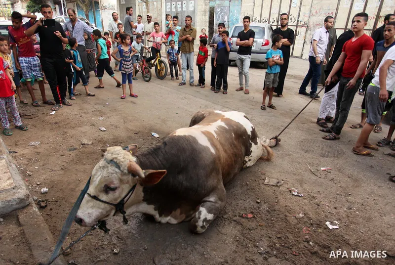 Palestinian Muslims sacrifice animals on the first day of of Eid al-Adha or the feast of sacrifice, in Khan Younis in the southern Gaza Strip on September 12, 2016. Muslims across the world are celebrating the annual fes...