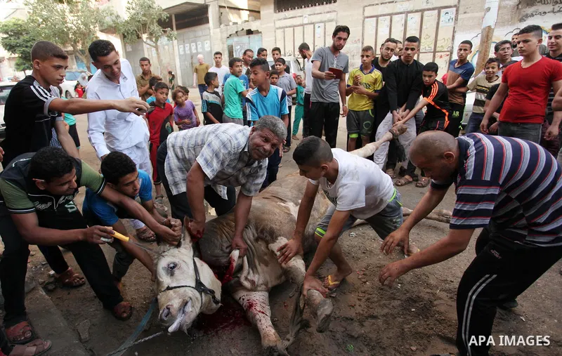 Palestinian Muslims sacrifice animals on the first day of of Eid al-Adha or the feast of sacrifice, in Khan Younis in the southern Gaza Strip on September 12, 2016. Muslims across the world are celebrating the annual fes...
