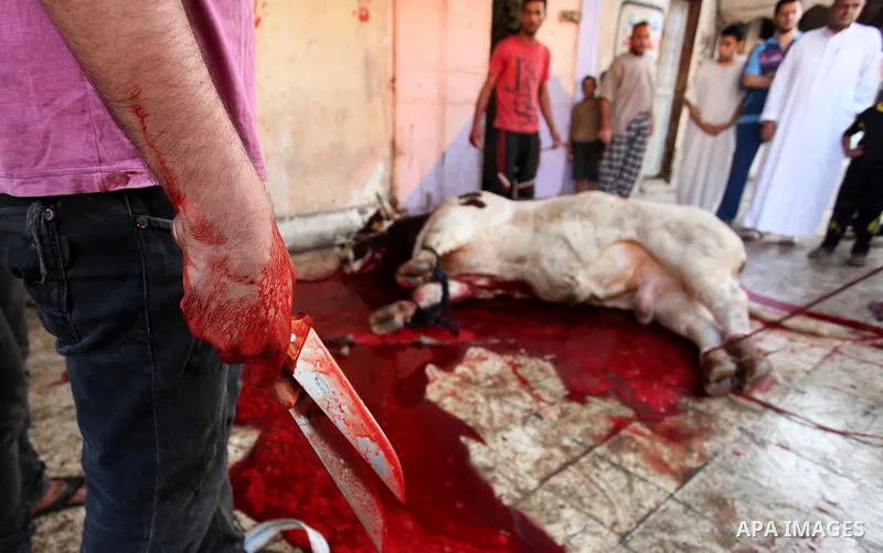 Palestinian Muslims sacrifice animals on the first day of of Eid al-Adha or the feast of sacrifice, in Khan Younis in the southern Gaza Strip on September 12, 2016. Muslims across the world are celebrating the annual fes...
