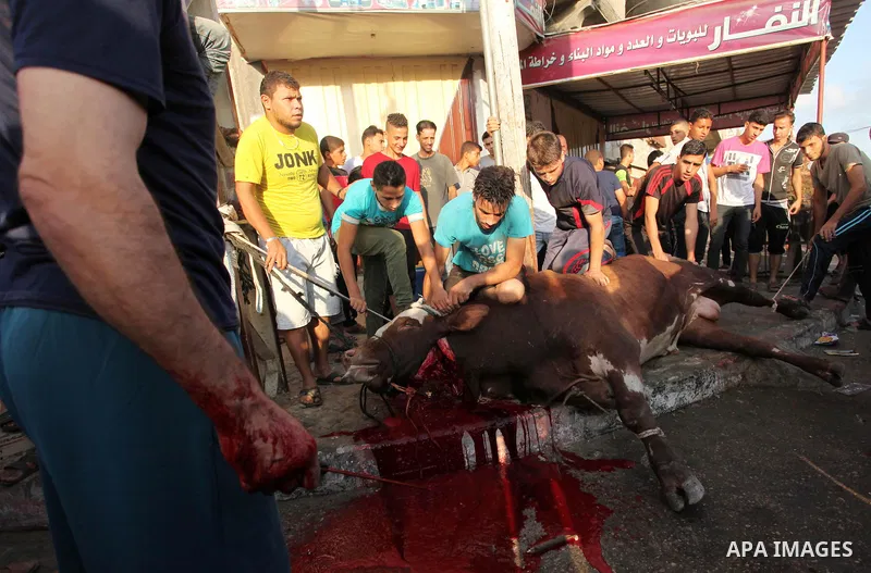 Palestinian Muslims sacrifice animals on the first day of of Eid al-Adha or the feast of sacrifice, in Khan Younis in the southern Gaza Strip on September 12, 2016. Muslims across the world are celebrating the annual fes...