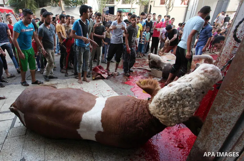 Palestinian Muslims sacrifice animals on the first day of of Eid al-Adha or the feast of sacrifice, in Khan Younis in the southern Gaza Strip on September 12, 2016. Muslims across the world are celebrating the annual fes...