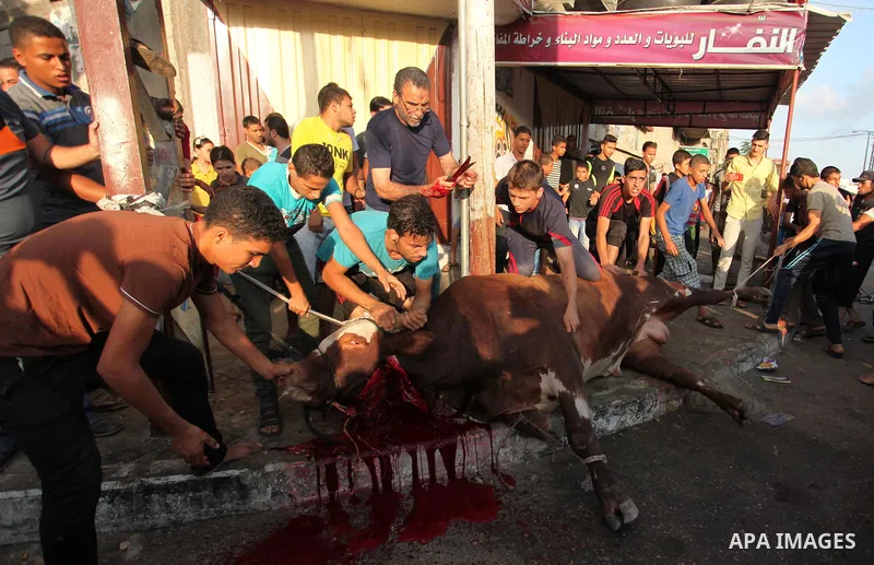 Palestinian Muslims sacrifice animals on the first day of of Eid al-Adha or the feast of sacrifice, in Khan Younis in the southern Gaza Strip on September 12, 2016. Muslims across the world are celebrating the annual fes...