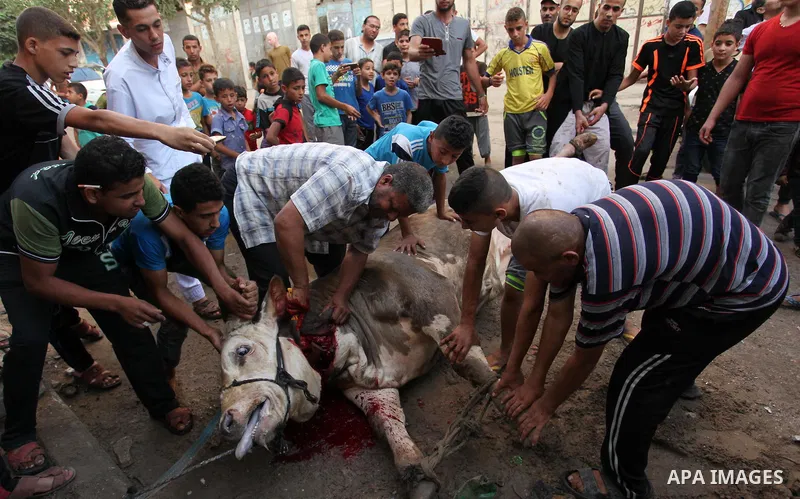 Palestinian Muslims sacrifice animals on the first day of of Eid al-Adha or the feast of sacrifice, in Khan Younis in the southern Gaza Strip on September 12, 2016. Muslims across the world are celebrating the annual fes...