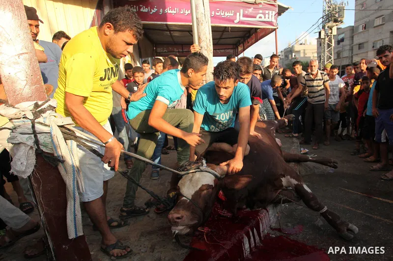 Palestinian Muslims sacrifice animals on the first day of of Eid al-Adha or the feast of sacrifice, in Khan Younis in the southern Gaza Strip on September 12, 2016. Muslims across the world are celebrating the annual fes...