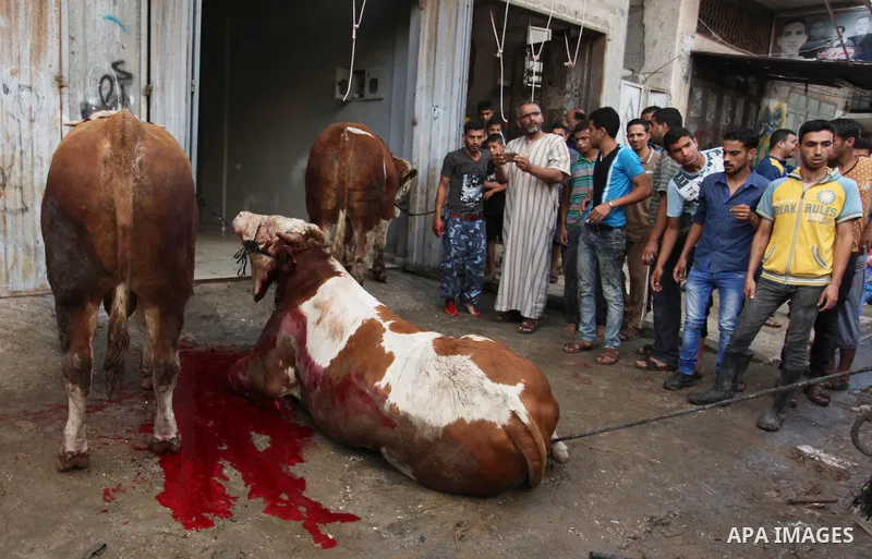 Palestinian Muslims sacrifice animals on the first day of of Eid al-Adha or the feast of sacrifice, in Khan Younis in the southern Gaza Strip on September 12, 2016. Muslims across the world are celebrating the annual fes...