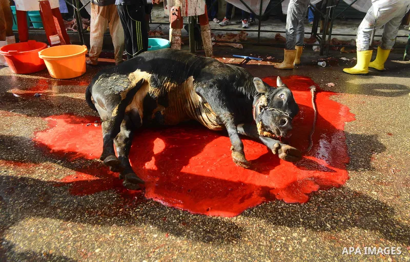 Egyptian Muslims sacrifice animals on the first day of of Eid al-Adha or the feast of sacrifice, in Cairo, Egypt, on September 12, 2016. Muslims across the world are celebrating the annual festival of Eid al-Adha, or the...
