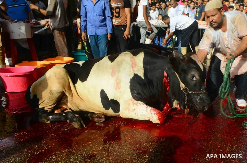 Egyptian Muslims sacrifice animals on the first day of of Eid al-Adha or the feast of sacrifice, in Cairo, Egypt, on September 12, 2016. Muslims across the world are celebrating the annual festival of Eid al-Adha, or the...
