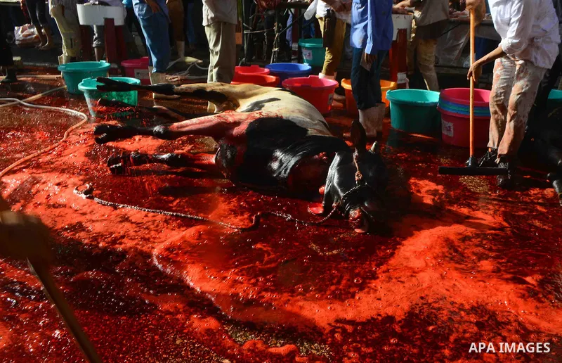 Egyptian Muslims sacrifice animals on the first day of of Eid al-Adha or the feast of sacrifice, in Cairo, Egypt, on September 12, 2016. Muslims across the world are celebrating the annual festival of Eid al-Adha, or the...