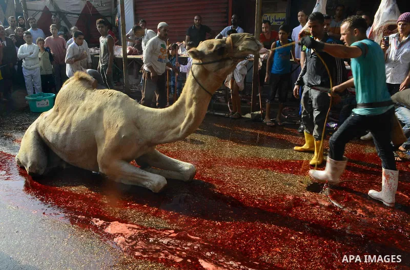 Egyptian Muslims sacrifice animals on the first day of of Eid al-Adha or the feast of sacrifice, in Cairo, Egypt, on September 12, 2016. Muslims across the world are celebrating the annual festival of Eid al-Adha, or the...